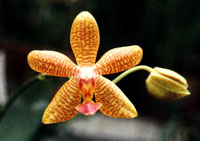Phal. Tsui Yew Beauty x Phal. amboinensis.jpg (16714 bytes)