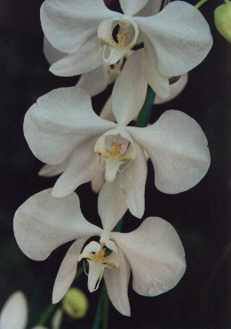 Phal._amabilis.jpg (45079 bytes)