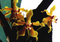 Phalaenopsis denevii.jpg (17515 bytes)