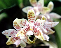 Phal. hiesoglyphiea.jpg (20321 bytes)