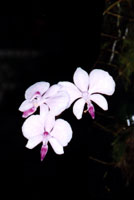 Phal. lowii.jpg (11976 bytes)