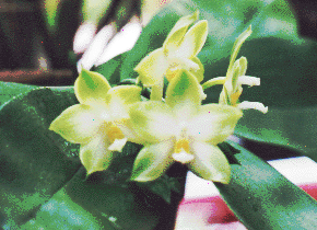 Phal. violacea.gif (46350 bytes)