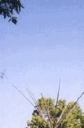 img1.gif