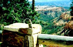 A rock squirrel at Inspiration Point