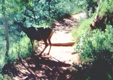A mule deer stopping on the Emerald Pools Trail