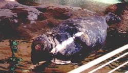 A seal resting itself on a rock.