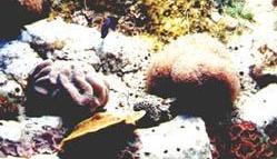 Sponges and other inhabitants of a coral reef.
