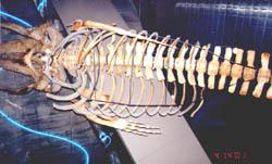 A whale skeleton on display at the National Aquarium.