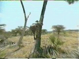 tree.gif (233724 bytes)