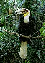 Hornbill picture