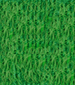 grass