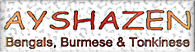 Ayshazen, Bengals, Burmese and Tonkinese