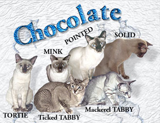 Chocolate Colours and patterns