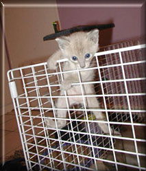 Escapee
