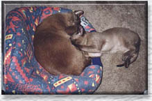 Kataya & 2PAC photo