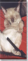 kitten Kataya photo