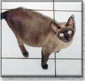 pregnant Kataya photo