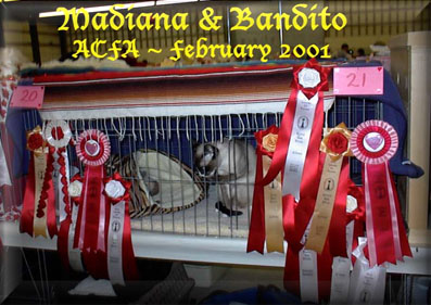 ACFA Show, Madsy and Bandito
