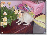 Yamani and the roses