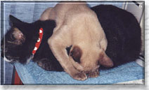 Katay & Big brother photo