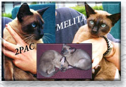 Melita & 2PAC photo