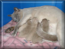 New Mom, Madsy