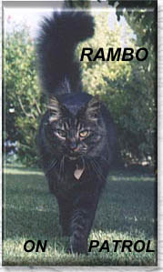 Rambo photo