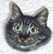 Agassi portrait photo
