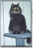 King Rambo photo