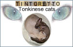 Tintoretto Tonkinese