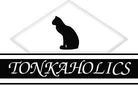 Tonkaholics Tonkinese