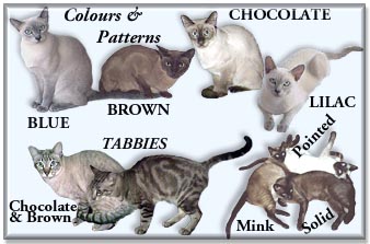 Tonkinese Colours and Coat Patterns photo