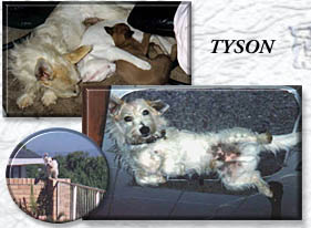 Tyson photo