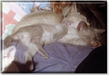Yamani & Wujar 