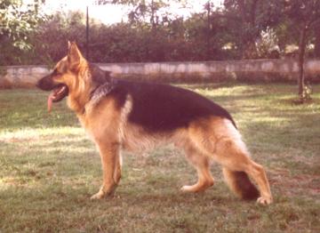 Hondo 360x262 (18.835 k)
