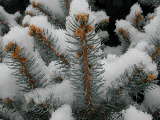 Click to see DSCN1072.JPG