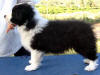 6 weeks