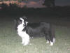 Angel @ almost 12 years old