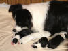With puppies by Tullacrest Lick Sip N Suk