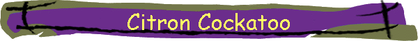 Citron Cockatoo