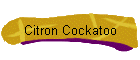Citron Cockatoo