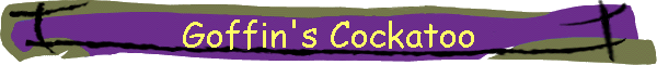 Goffin's Cockatoo