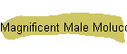 Magnificent Male Moluccan