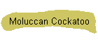 Moluccan Cockatoo