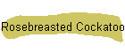 Rosebreasted Cockatoo