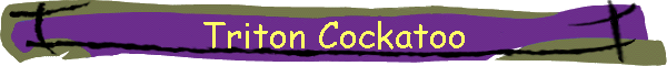 Triton Cockatoo