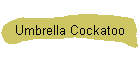 Umbrella Cockatoo