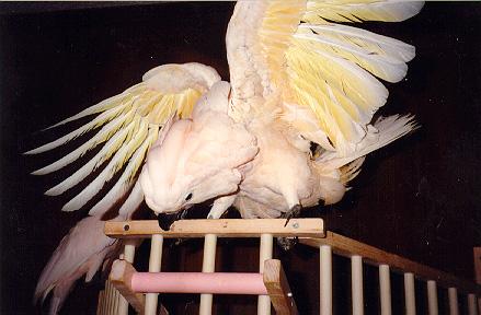 Dallas~ A Magnificent Male Moluccan