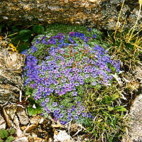 Chionocharis hookeri