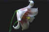 Lilium bakerianum